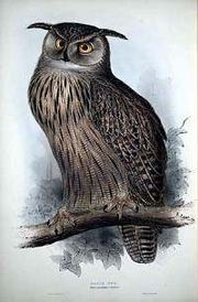 Eagle Owl Painting By Edward Lear, 1837