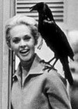 Tippi Hedren On The Set Of 'The Birds'